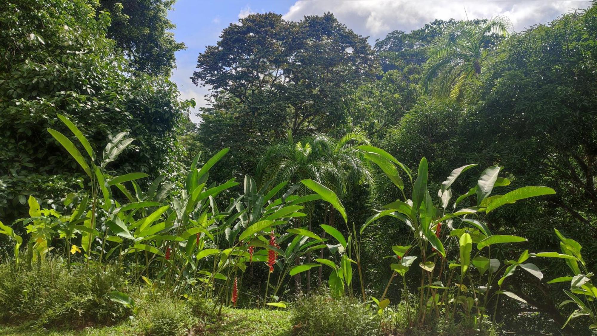 Rio Tico Safari Lodge Punta Mala Dış mekan fotoğraf